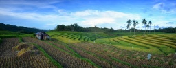 Cadapdapan Candijay Rice Terraces.jpg