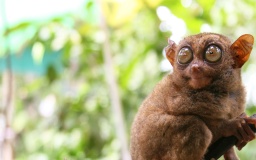 tarsier.jpg