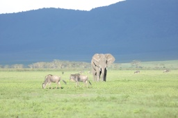 wildlife At crater floor.JPG