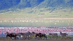 Crater floor wildlife.jpg
